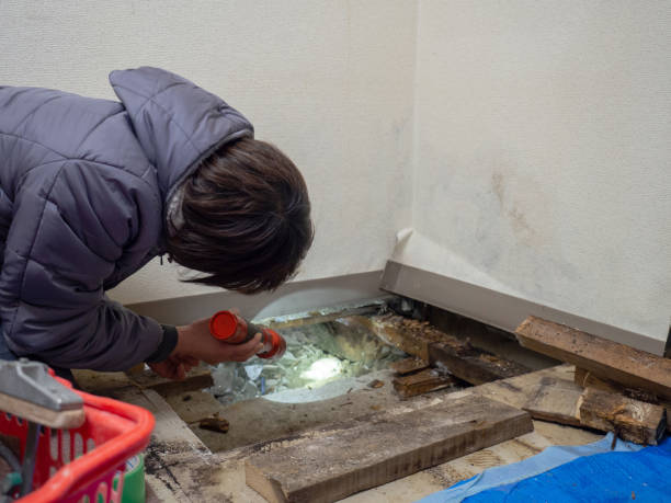 Soda Springs, ID Mold Removal Company